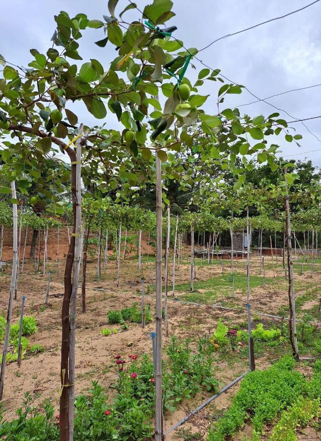 Homestay An - Garden By The *